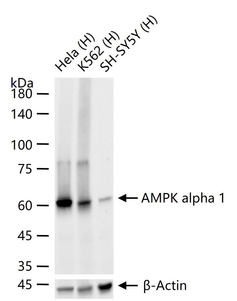 腺苷单磷酸活化蛋白激酶α1重组兔单抗