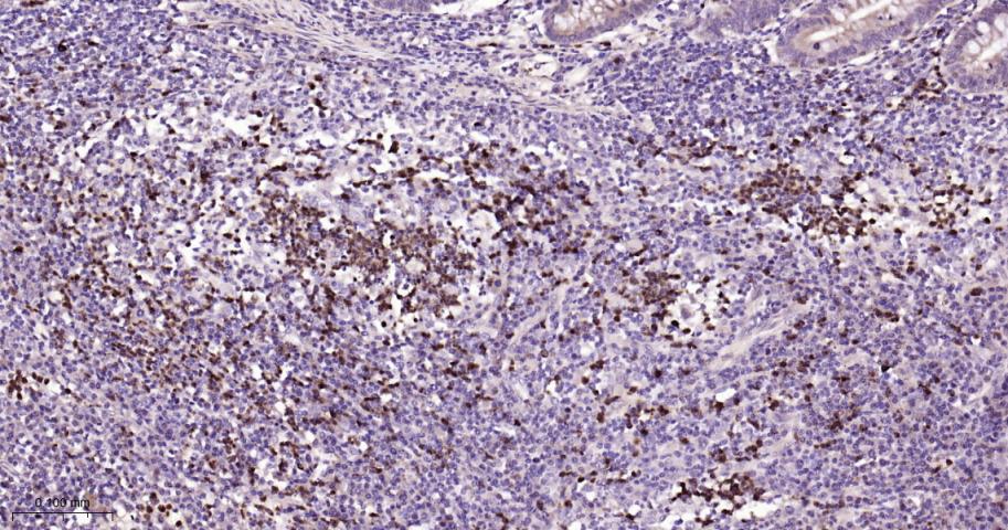 细胞信号转导分子SMAD5 重组兔单抗