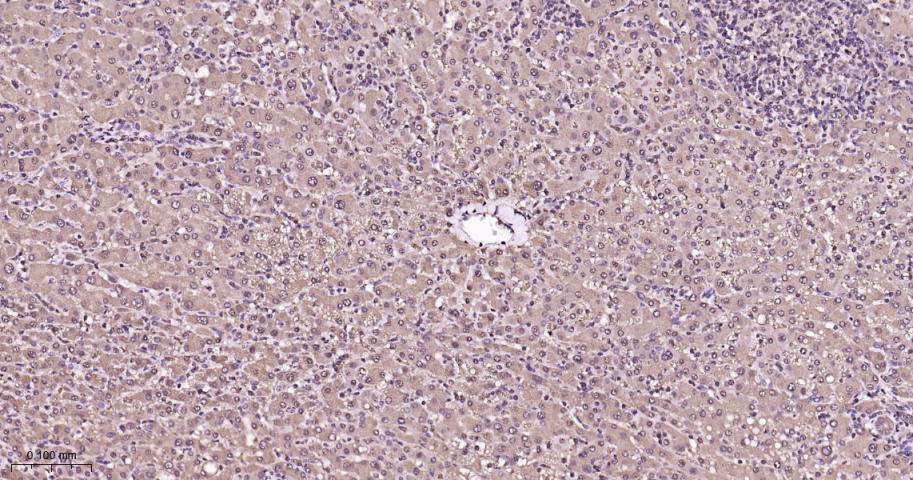 蛋白酶体PSMα1重组兔单抗-bsm-60572R