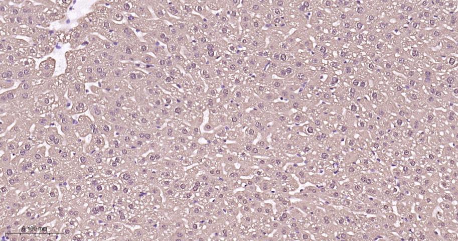 蛋白酶体PSMα1重组兔单抗-bsm-60572R