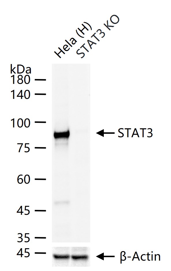 信号转导和转录激活因子3单克隆抗体-bsm-33223M