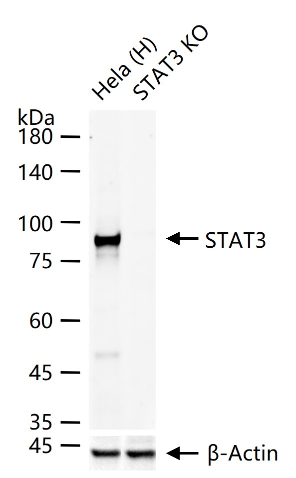 STAT3 Mouse mAb (一抗) - WB,IHC-P,IHC-F,IF | Bioss