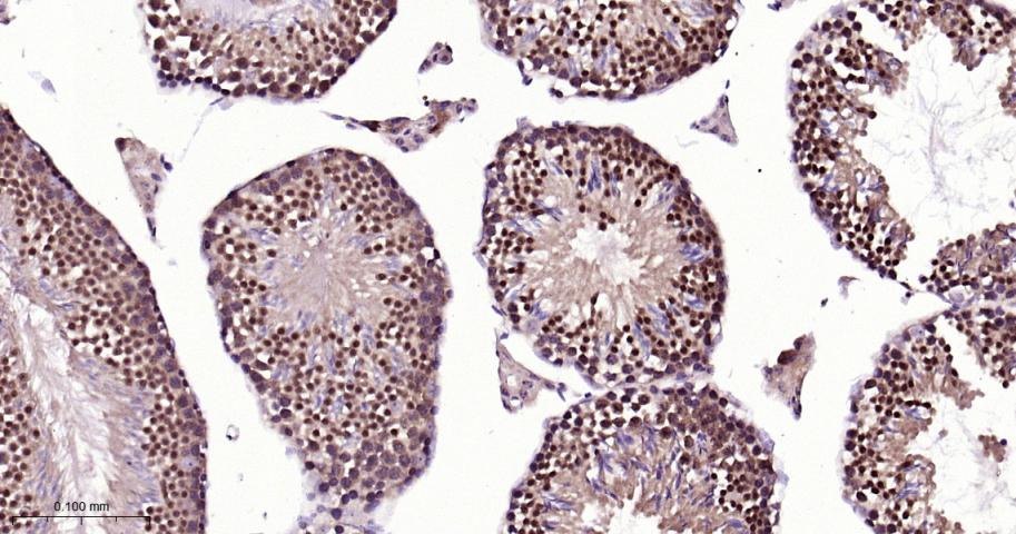 细胞信号转导分子SMAD5 重组兔单抗