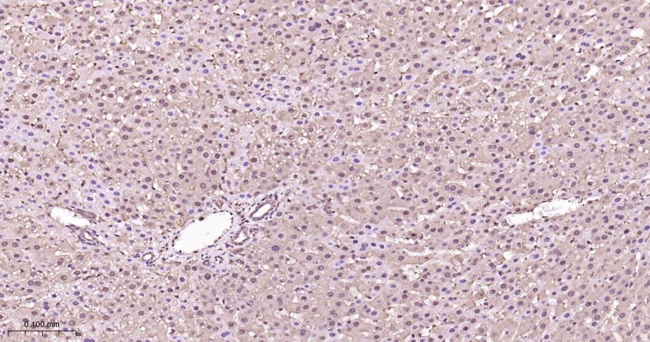 蛋白酶体PSMα1重组兔单抗-bsm-60572R