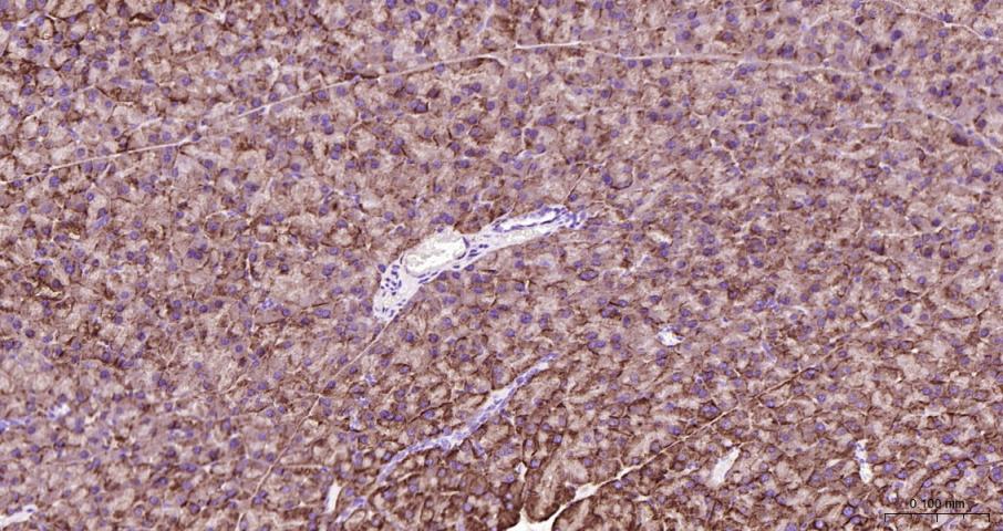 蛋白酶激活受体-2重组兔单抗