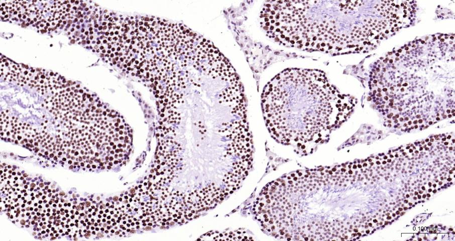 磷酸化RNA聚合酶II CTD重组兔单抗