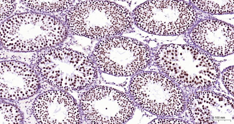 磷酸化RNA聚合酶II CTD重组兔单抗