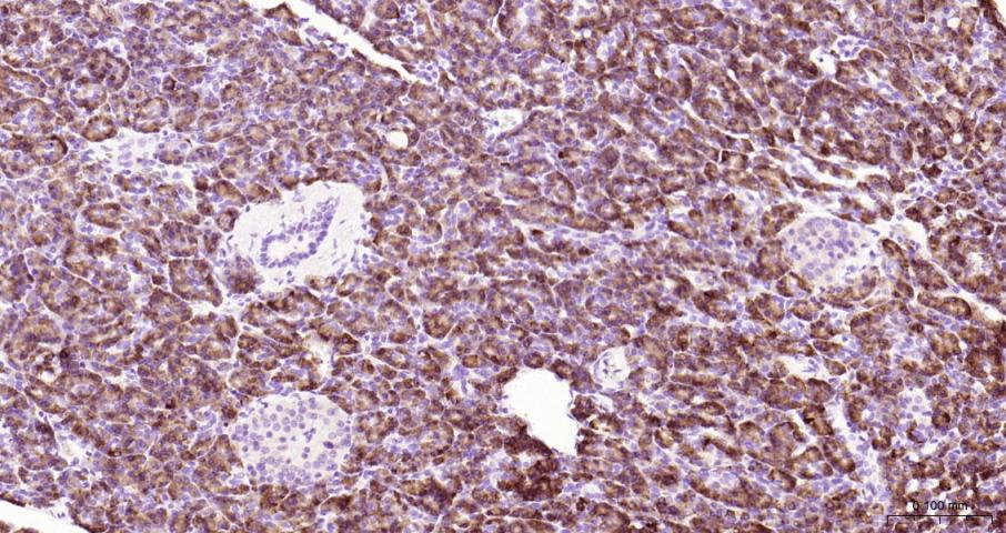 蛋白酶激活受体-2重组兔单抗