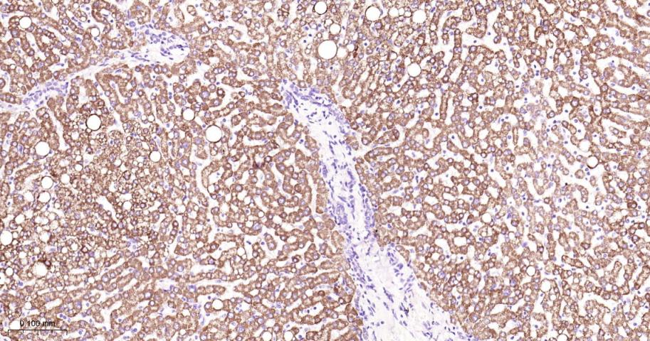 信号转导和转录激活因子3单克隆抗体-bsm-33218M