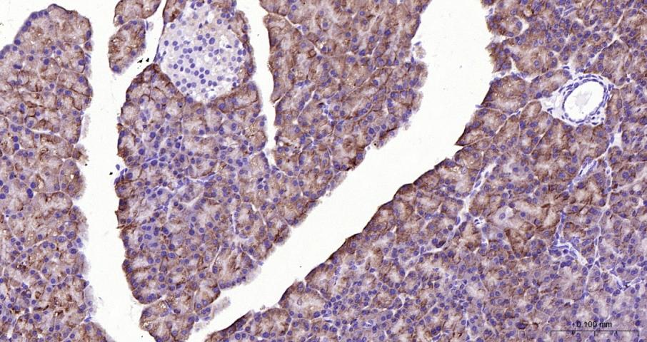 蛋白酶激活受体-2重组兔单抗