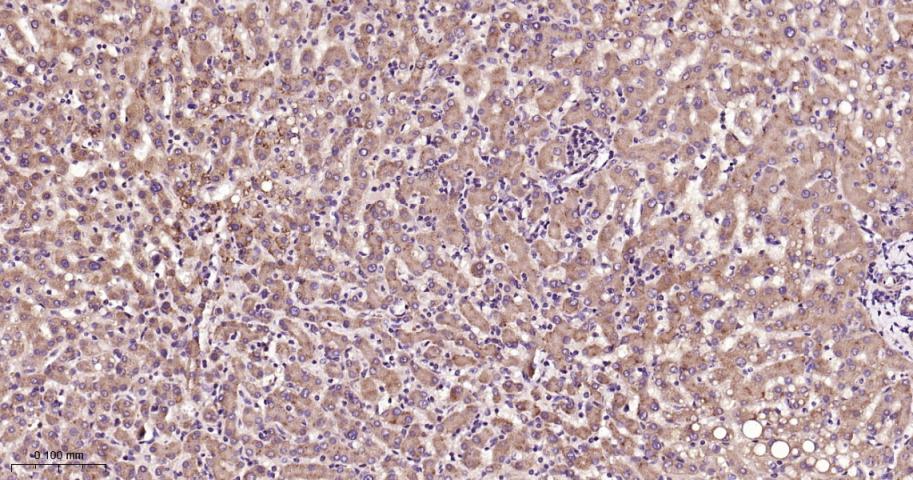 信号转导和转录激活因子3抗体-bs-20382R