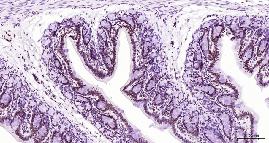 磷酸化RNA聚合酶II CTD重组兔单抗