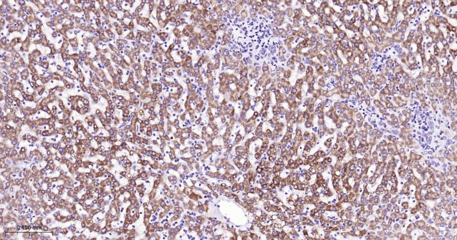 信号转导和转录激活因子3单克隆抗体-bsm-33223M