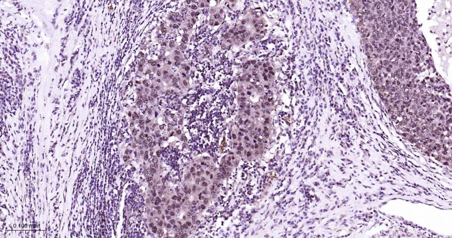 异染色质蛋白1-α重组兔单抗-bsm-61202R