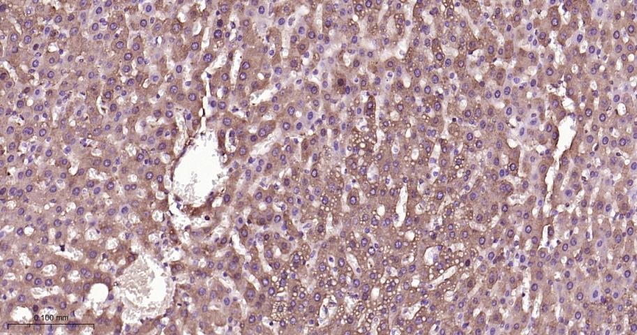 生物钟基因hClock重组兔单抗