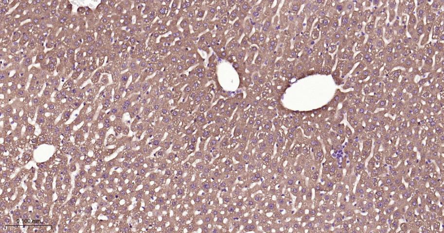 生物钟基因hClock重组兔单抗