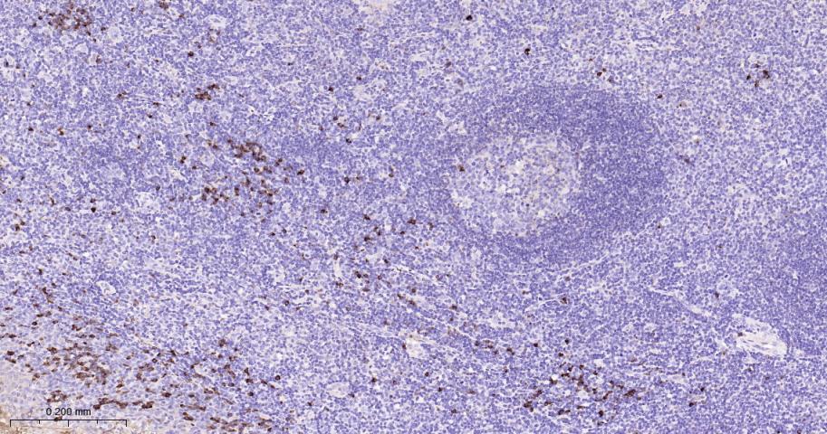 人IgG重组兔单抗