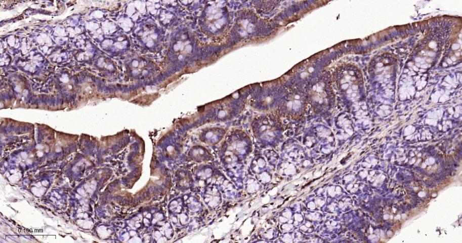 生物钟基因hClock重组兔单抗