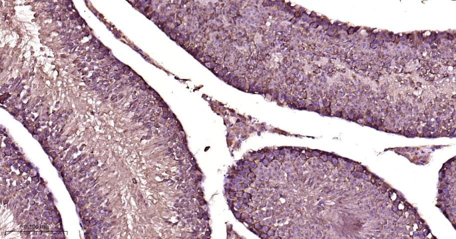 生物钟基因hClock重组兔单抗