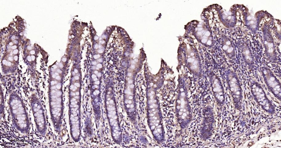 生物钟基因hClock重组兔单抗