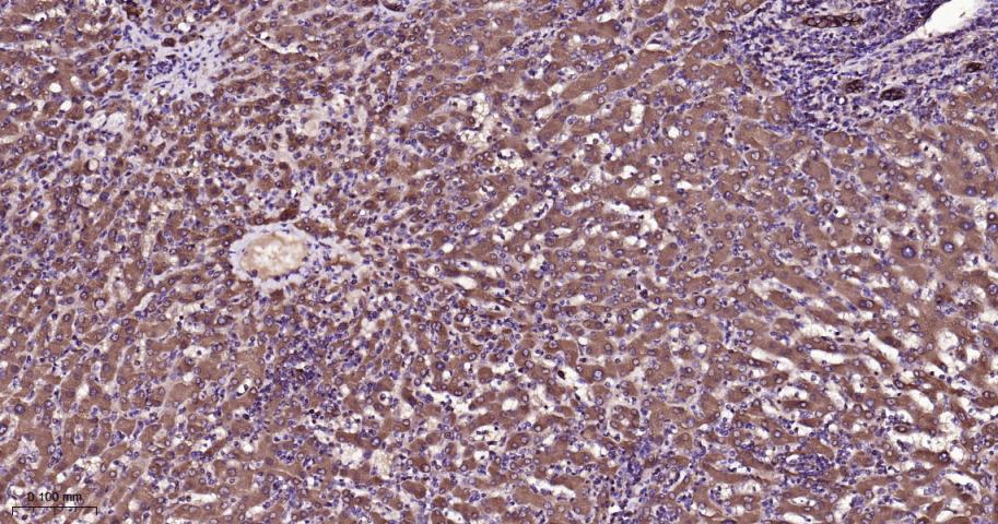 生物钟基因hClock重组兔单抗