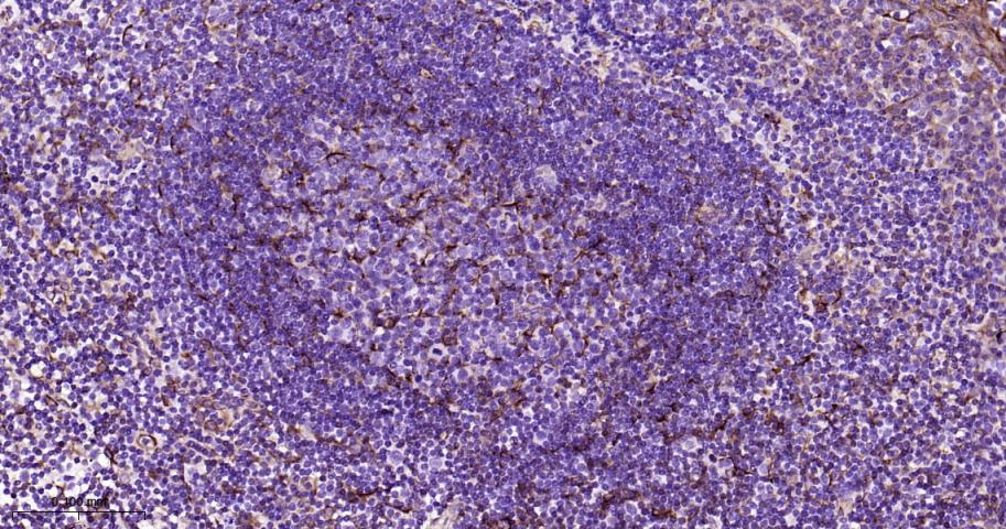 跨膜蛋白173重组兔单抗