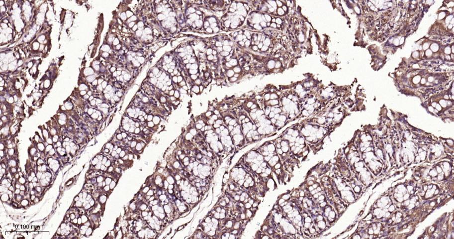 生物钟基因hClock重组兔单抗