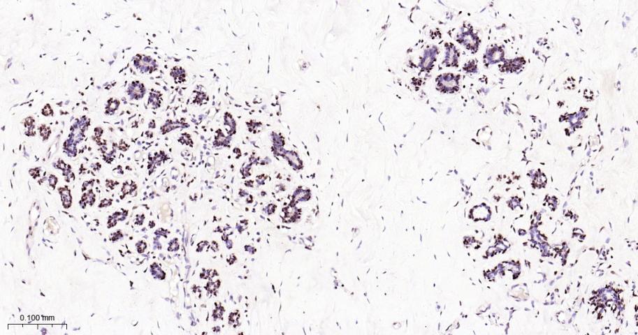 脂肪堆积和肥胖相关蛋白重组兔单抗