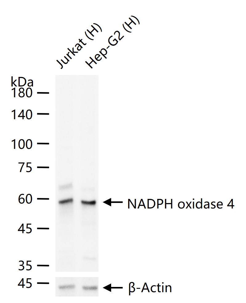 NADPH氧化酶4抗体