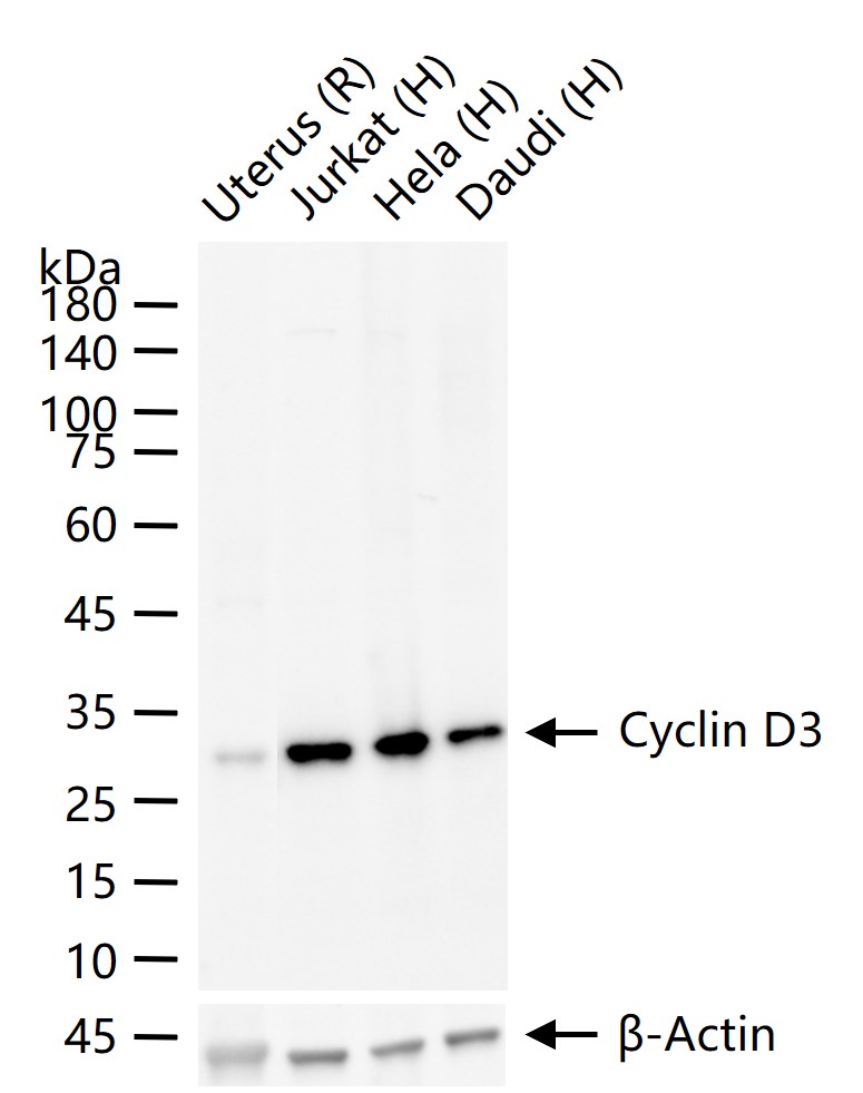 周期素D3兔单克隆抗体
