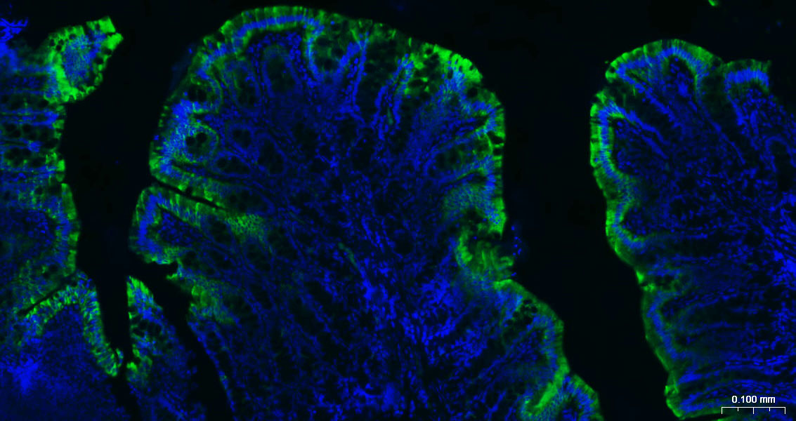 细胞角蛋白20抗体-bsm-34154M