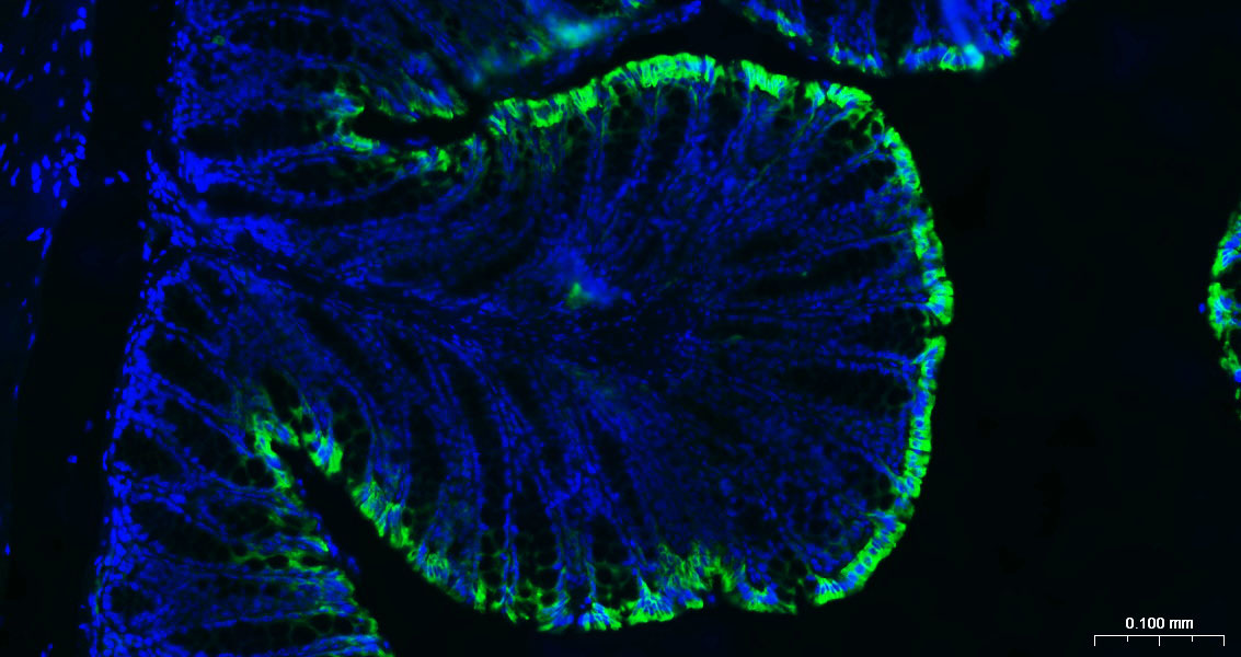 细胞角蛋白20抗体-bsm-34154M