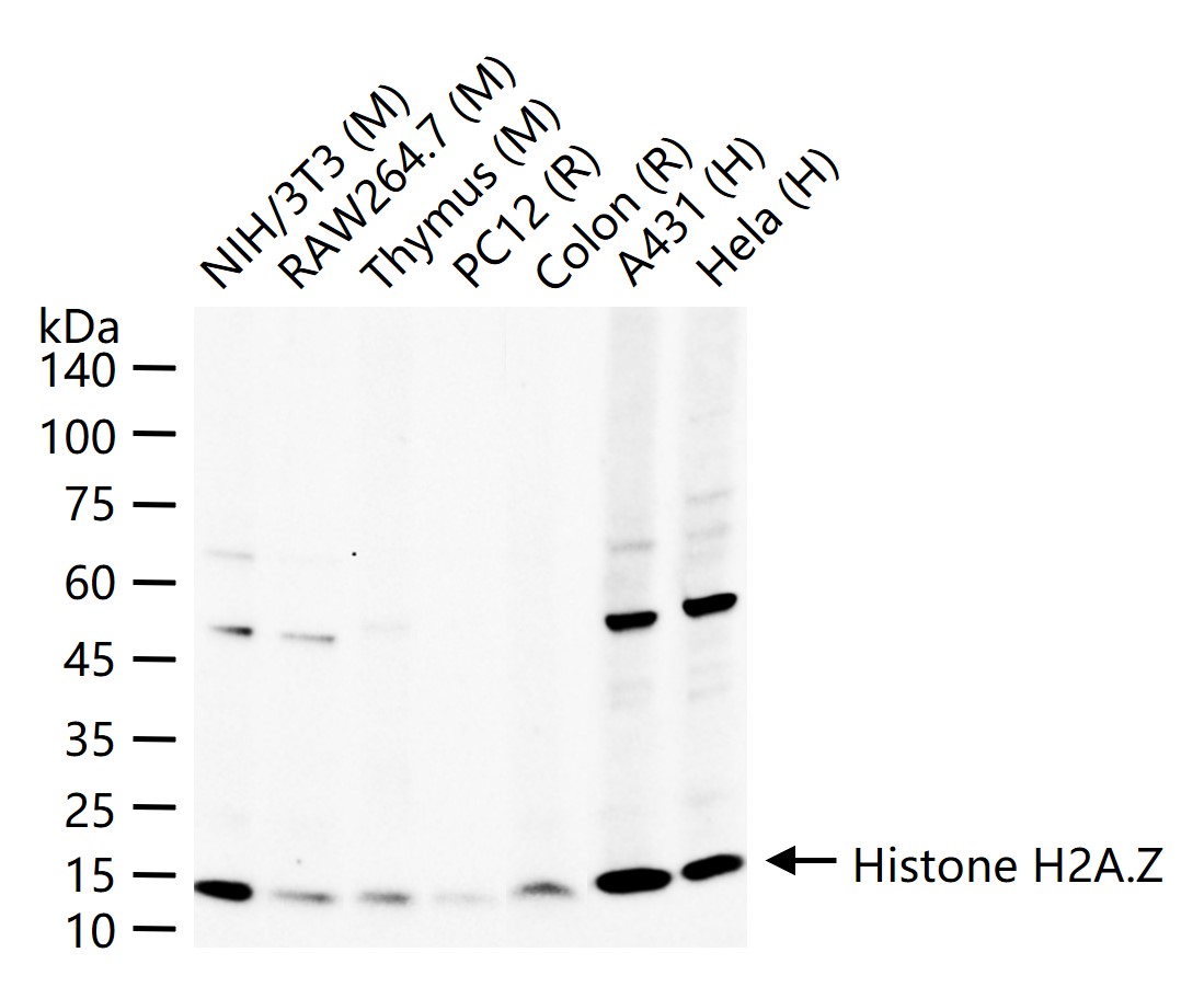 组蛋白H2AZ重组兔单抗
