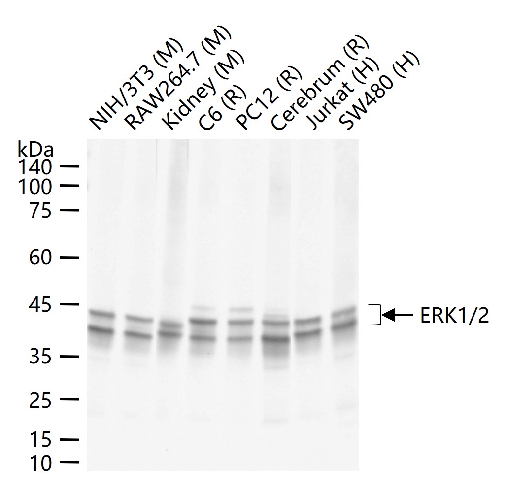 丝裂原活化蛋白激酶1/ERK 1/2重组兔单抗