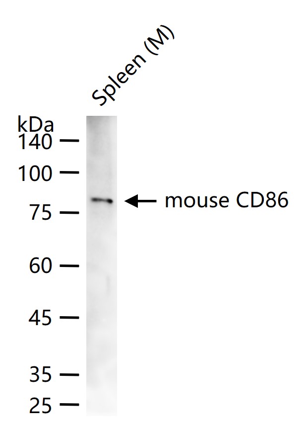 mouse CD86 Rat mAb (一抗) - WB,Flow-Cyt | Bioss