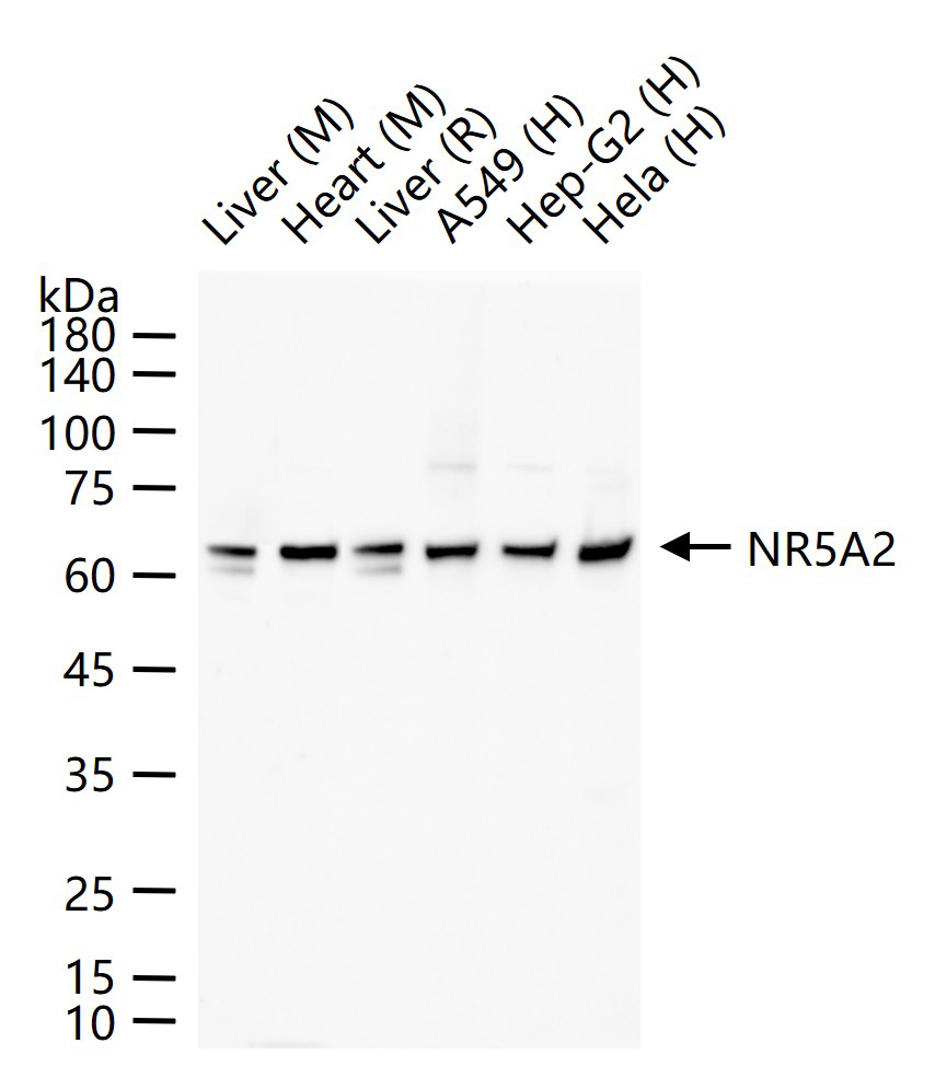 成纤维细胞核受体Nr5a2重组兔单抗