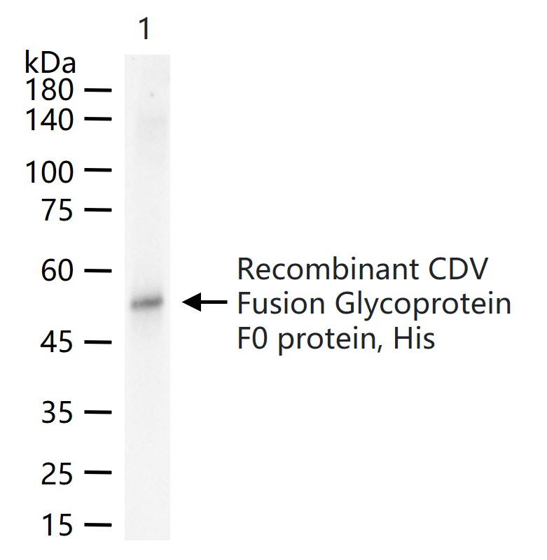 犬瘟热病毒融合糖蛋白F0单克隆抗体