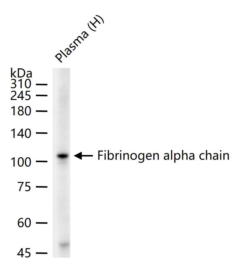 纤维蛋白肽A重组兔单抗