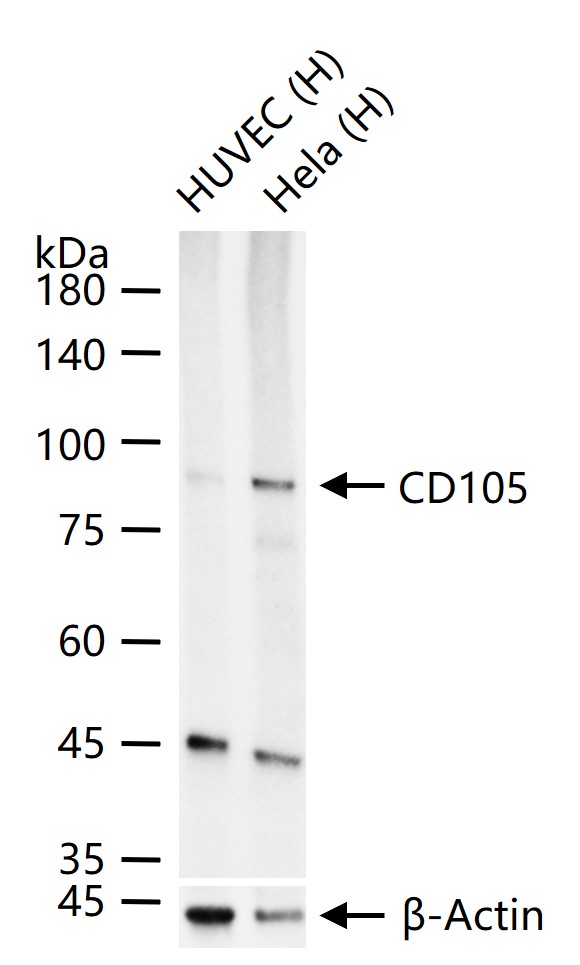 CD105重组兔单抗