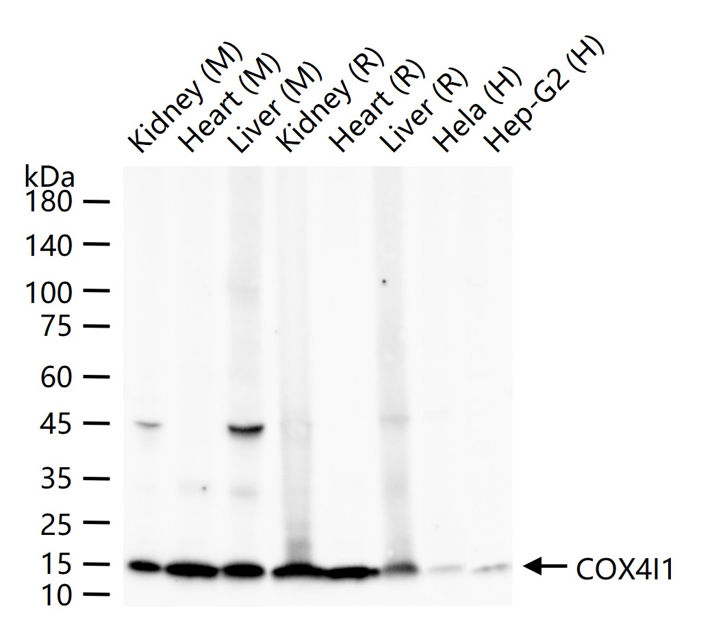 细胞色素c氧化酶IV亚型1(内参)重组兔单抗