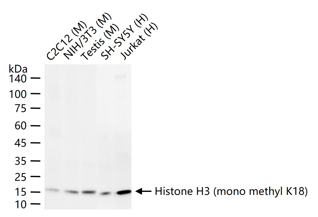单甲基化组蛋白H3K18重组兔单抗