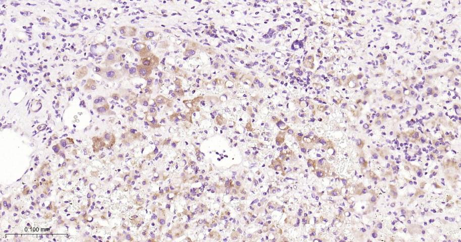 线粒体复合物NDUFS3蛋白重组兔单抗