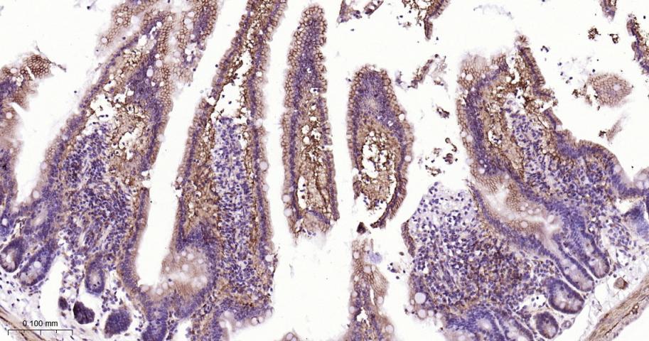 细胞膜钙ATP酶1重组兔单抗