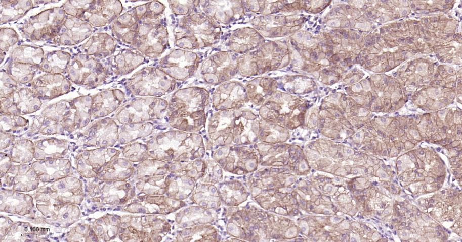 细胞膜钙ATP酶1重组兔单抗
