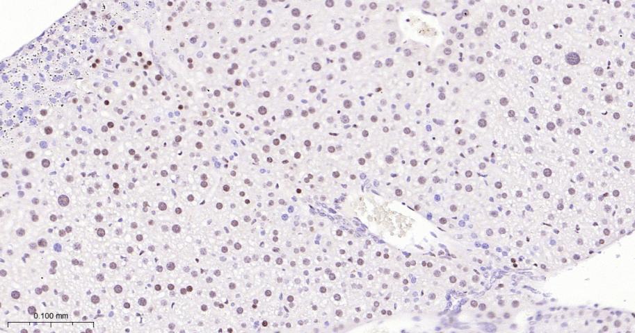 选择性剪接因子3B亚基1重组兔单抗