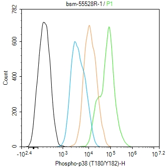 磷酸化p38 MAPK重组兔单抗