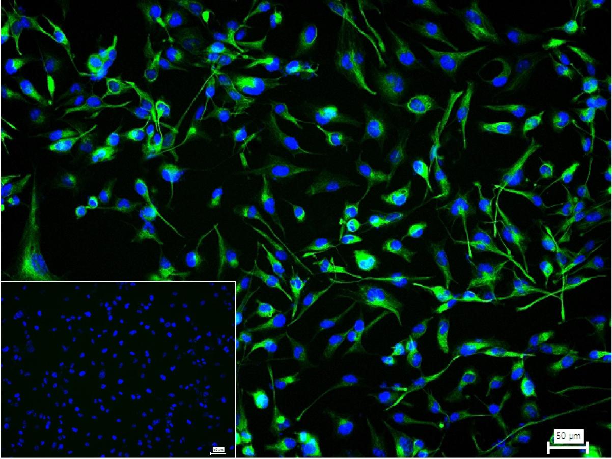 巢蛋白/神经上皮干细胞蛋白重组兔单克隆抗体