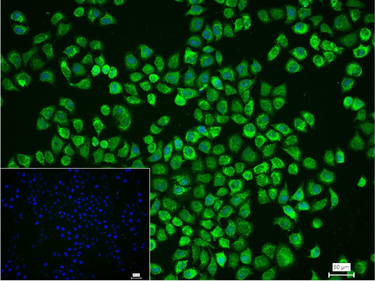 Bcl-2抗体-bs-33411R