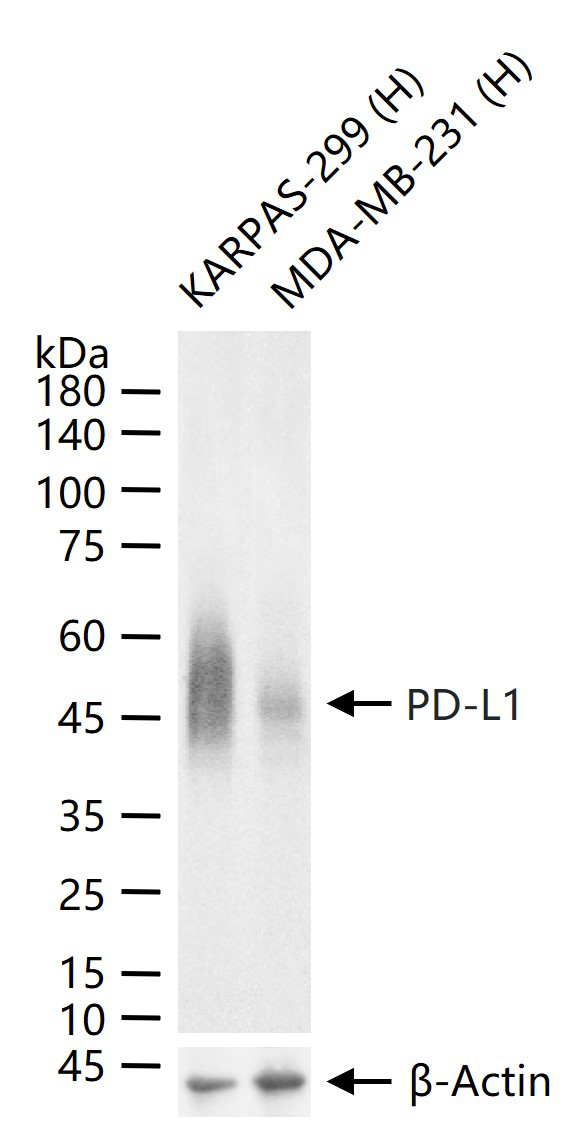 程序性死亡配体1重组兔单抗