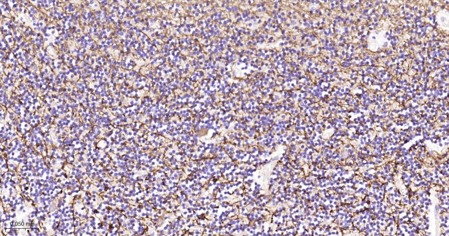 髓鞘碱性蛋白/磷脂碱性蛋白抗体-bs-24827R